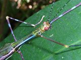 P1050027-Arthur Clarke_Head of mantid on leaf beside DC boardwalk